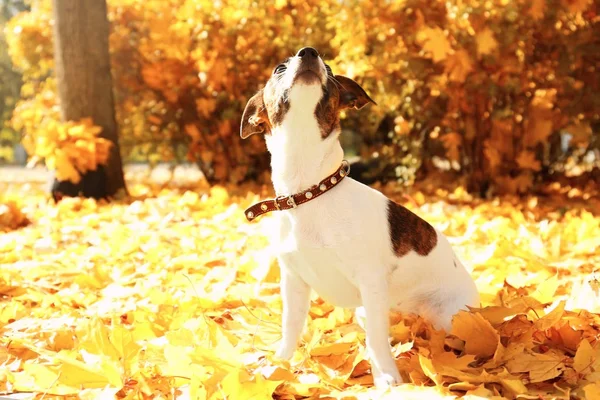 Jack Russell Terrier Sonbahar Parkı 'nda — Stok fotoğraf