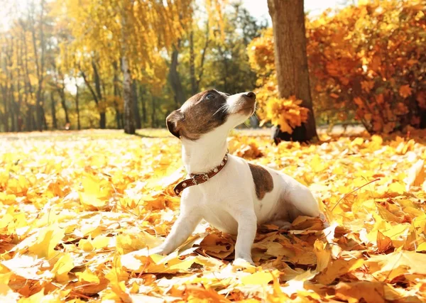 Jack Russell terrier w jesiennym parku — Zdjęcie stockowe