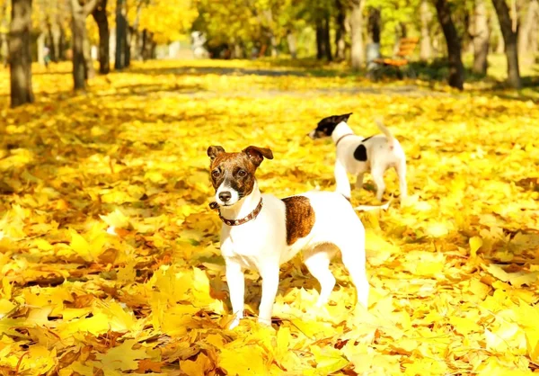 Jack Russell terriërs in herfst park — Stockfoto