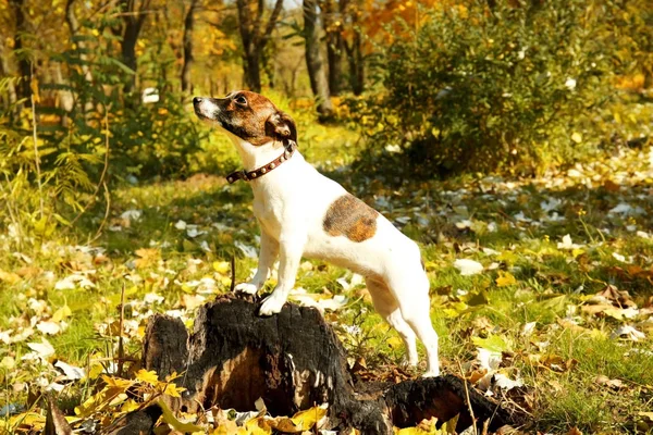 Divertido Jack Russell terrier en el parque de otoño —  Fotos de Stock