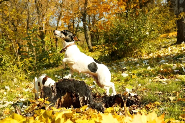 Drôle Jack Russell terriers dans le parc d'automne — Photo