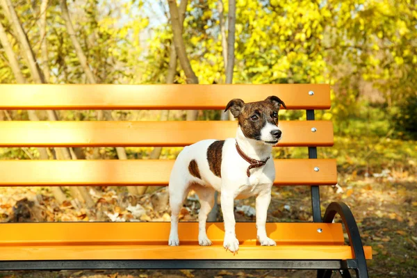 Jack Russell terrier na ławeczce, drewniane — Zdjęcie stockowe