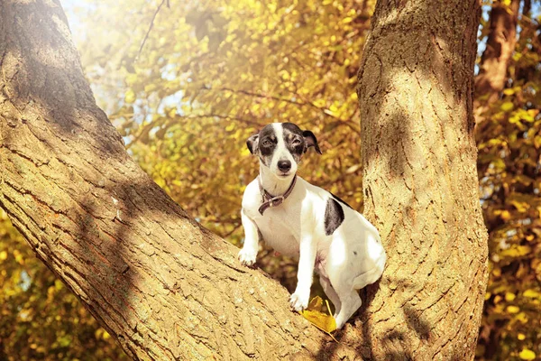 Drôle Jack Russell terrier sur l'arbre — Photo