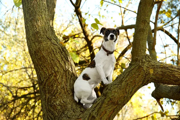 Funny Jack Russell terrier on tree — Stock Photo, Image