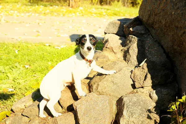 Jack Russell terrier sur tas de pierres — Photo