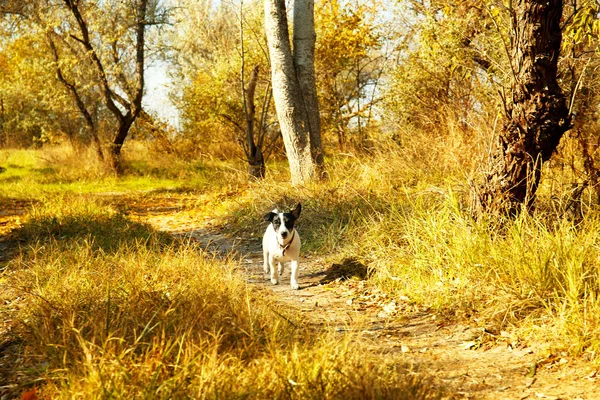 Engraçado Jack Russell terrier ao ar livre — Fotografia de Stock