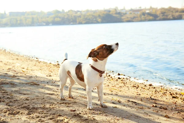 Jack Russell Terrier in der Nähe des Flusses — Stockfoto