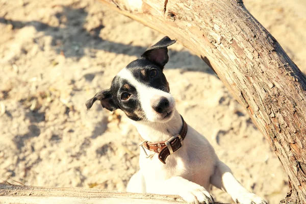 Komik Jack Russell terrier açık havada — Stok fotoğraf