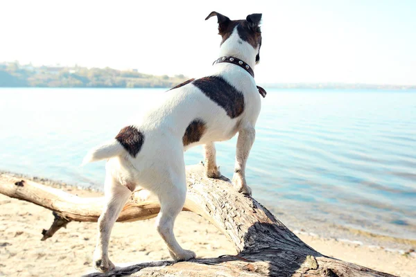 Grappige Jack Russell Terriër in de buurt van rivier — Stockfoto