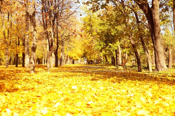 Krásný podzimní park — Stock fotografie