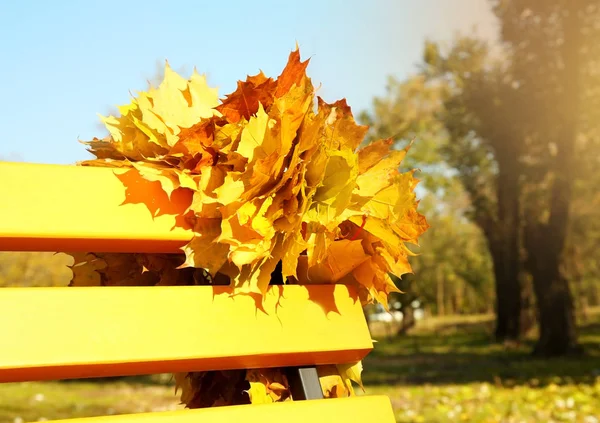 Foglie di acero giallo — Foto Stock