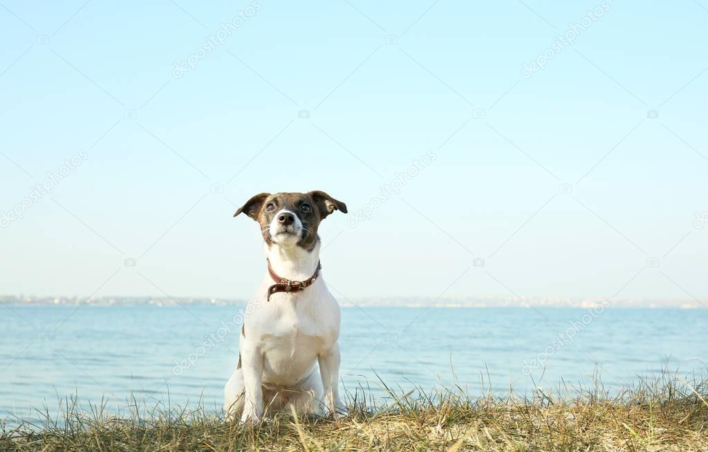 Funny Jack Russell terrier near river