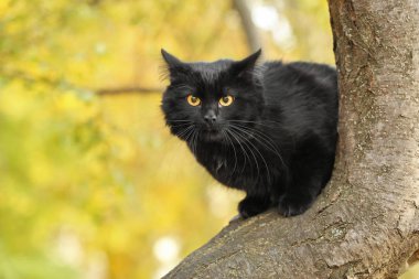 Ağaç üzerinde sevimli siyah kedi