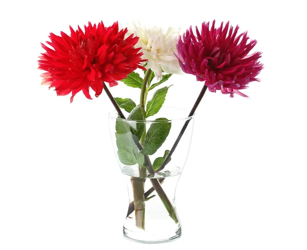 Beautiful dahlia flowers in vase — Stock Photo, Image