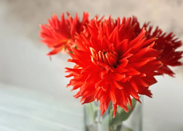 Beautiful red dahlia flowers in vase — Stock Photo, Image