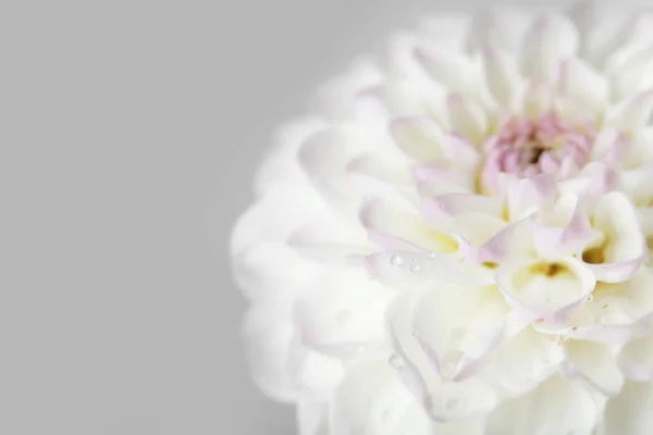 Bellissimo fiore di dalia bianco — Foto Stock