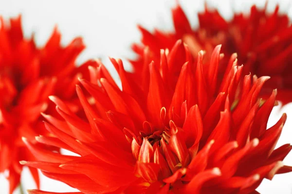 Beautiful red dahlia flowers — Stock Photo, Image