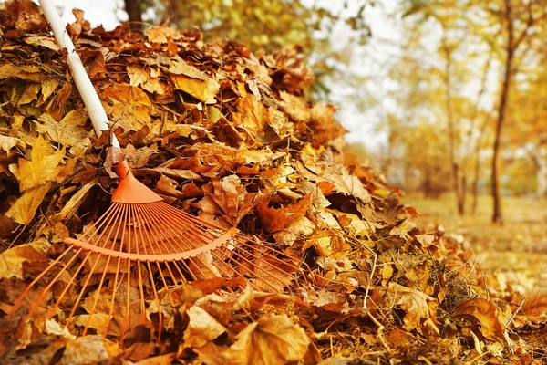 Rake and pile of fallen leaves — Stock Photo, Image