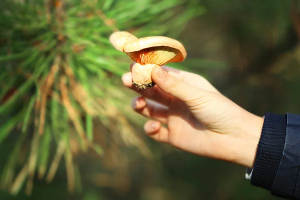 Hand som håller svamp i skogen — Stockfoto