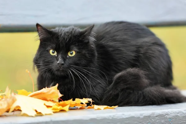 Mignon chat noir sur banc — Photo