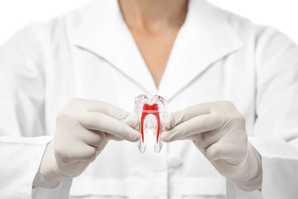Dentista feminina segurando modelo de dente — Fotografia de Stock