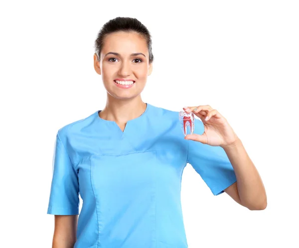 Dentista Segurando Modelo Dente Molar Fundo Branco — Fotografia de Stock