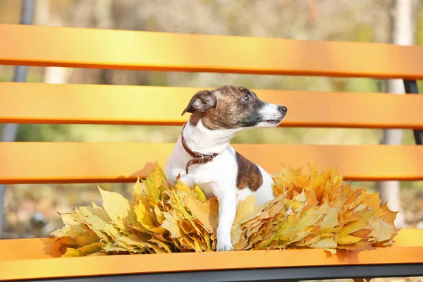 Jack terrier de russell — Fotografia de Stock