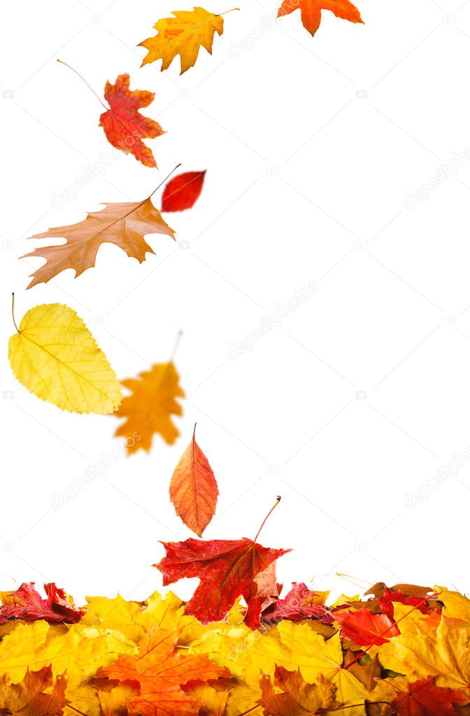 Autumn leaves background