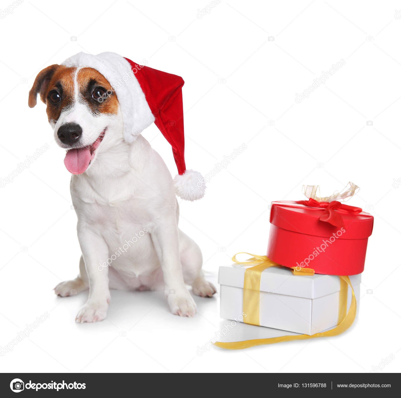 Cute Jack Russel Terrier in red hat and gift boxes isolated on white