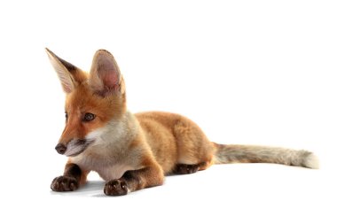 Güzel tilki yavrusu 