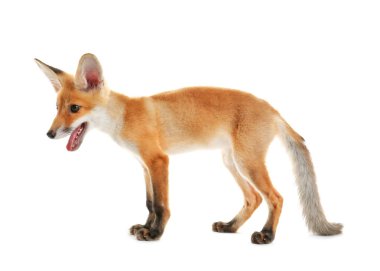 şirin tilki yavrusu 