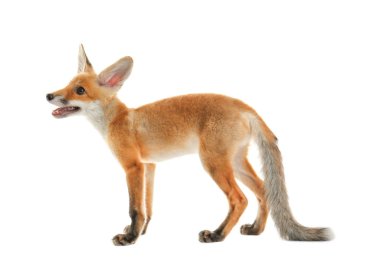 şirin tilki yavrusu 