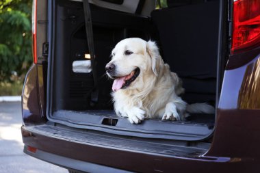 Labrador köpek araba