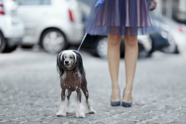 Güzel genç kadın köpeğini açık havada yürüyüş