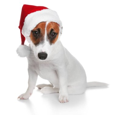 Şirin Jack Russel Terrier üzerinde beyaz izole kırmızı şapkalı