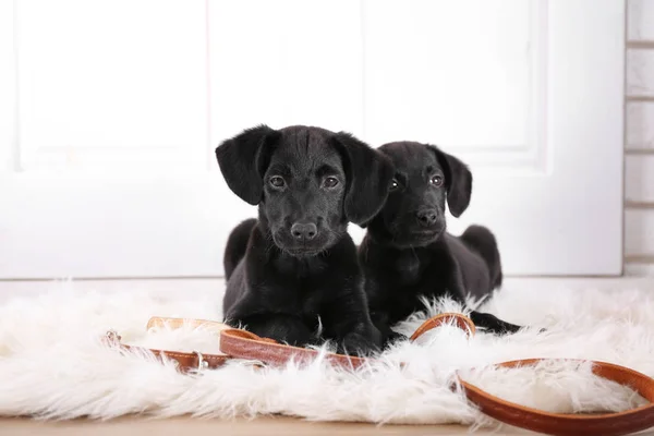 Cute Labrador puppies — Stock Photo, Image