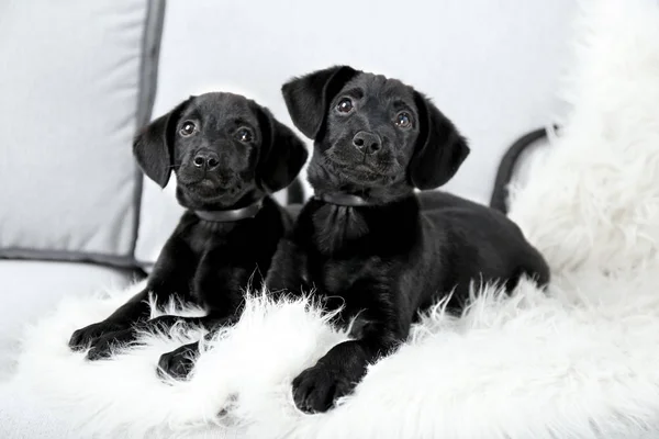 Divertidos cachorros Labrador — Foto de Stock