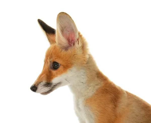 Portrait of cute little fox cub — Stock Photo, Image