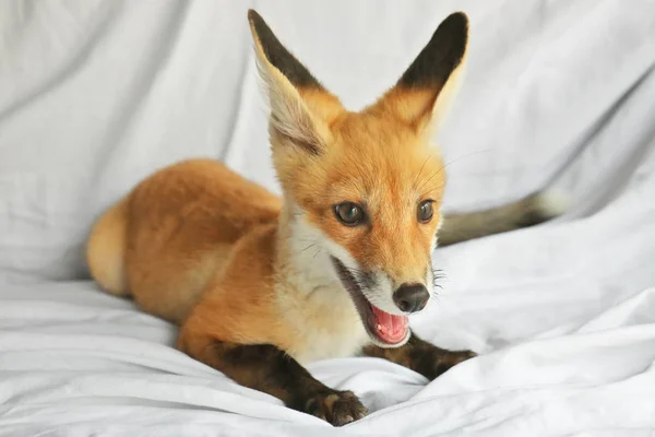 Portrait of cute little fox cub — Stock Photo, Image