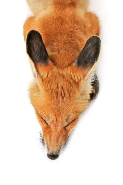 Gyönyörű róka kölyök — Stock Fotó