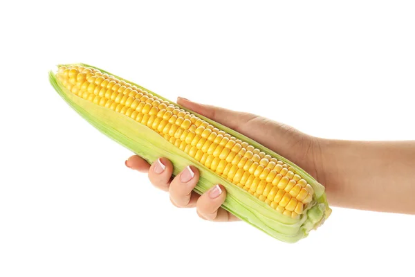Mano femenina sosteniendo maíz dulce fresco sobre fondo blanco — Foto de Stock