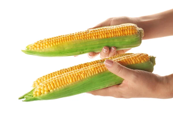 Female hands holding fresh corn on white background — Stock Photo, Image