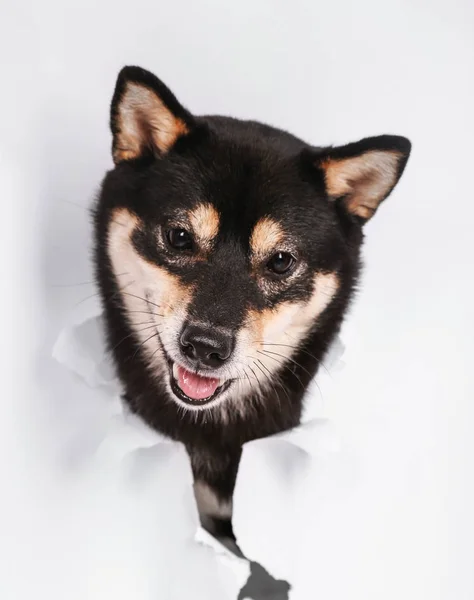 Carino piccolo cane Shiba Inu strappo attraverso sfondo carta bianca — Foto Stock
