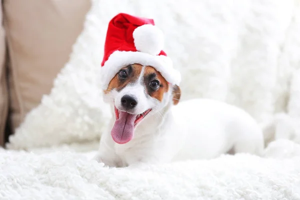 Lindo Jack Russel Terrier en sombrero rojo en el sofá en la habitación —  Fotos de Stock