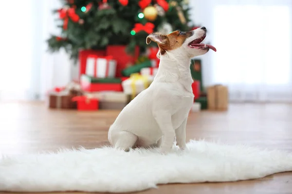 可爱的杰克拉塞尔小狗在装饰圣诞房间，特写 — 图库照片