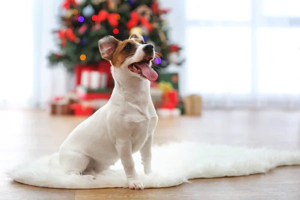 Cute Jack Russel puppy in decorated Christmas room, closeup — Stock Photo, Image