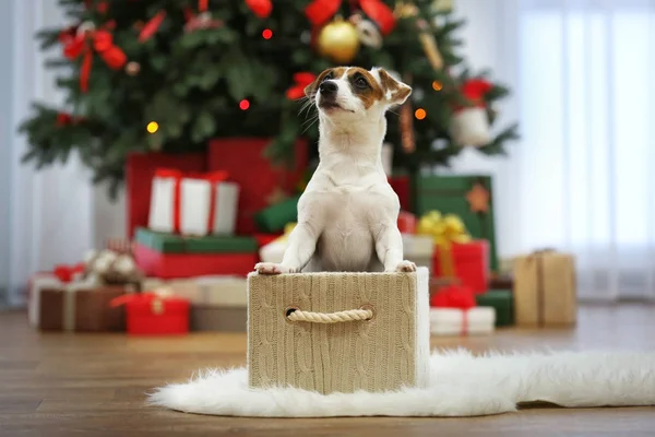 Cute Jack Russel puppy in box on decorated Christmas tree background — Stock Photo, Image