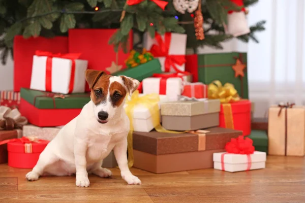 Cute Jack Russel puppy in decorated Christmas room, closeup — Stock Photo, Image