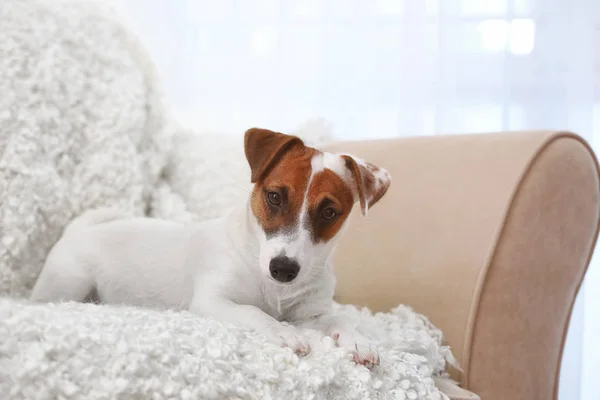 Cute Jack Russel Terrier on sofa in the room — Stock Photo, Image