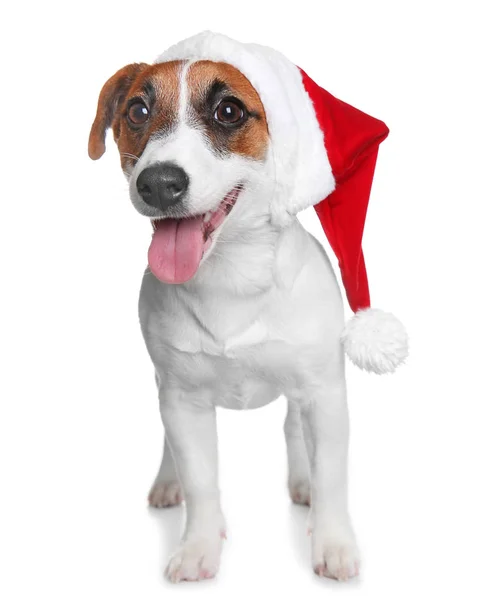 Bonito Jack Russel Terrier em chapéu vermelho e caixas de presente isoladas em branco — Fotografia de Stock